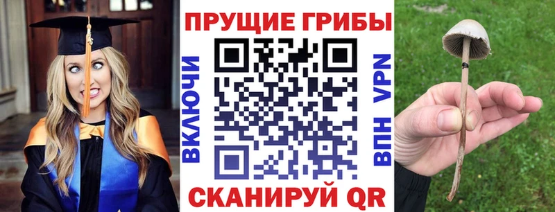 купить  цена  Бодайбо  Галлюциногенные грибы Psilocybe 
